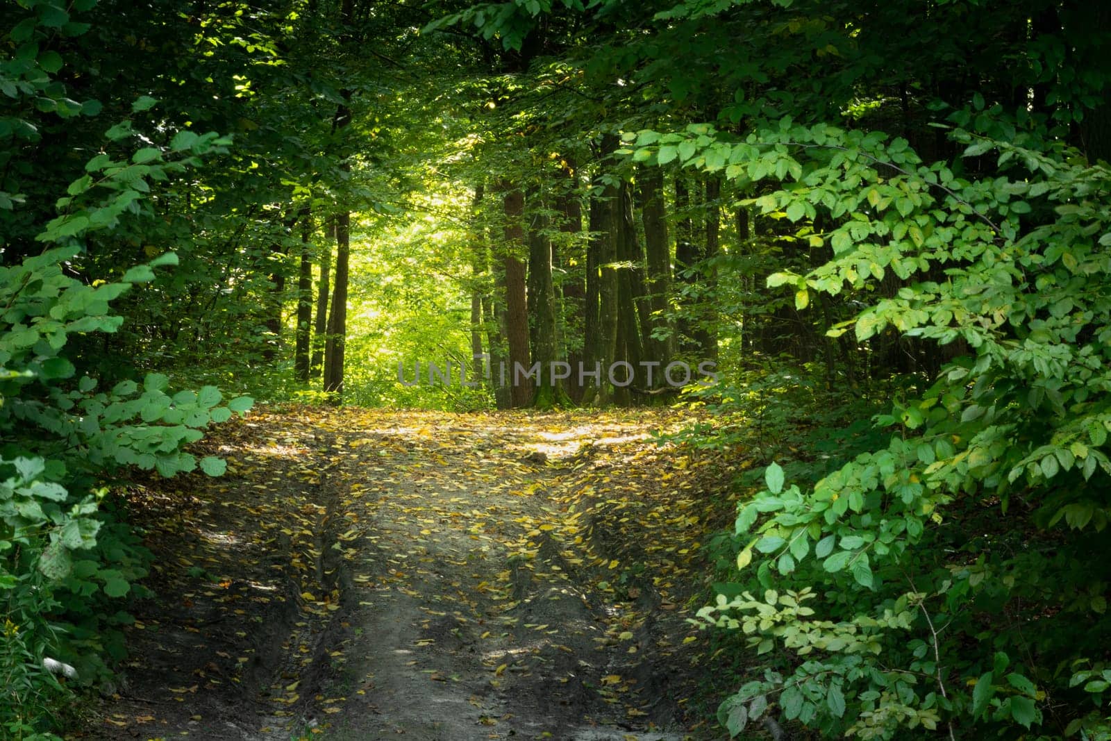 Sunlight in the forest alley, view on a summer day