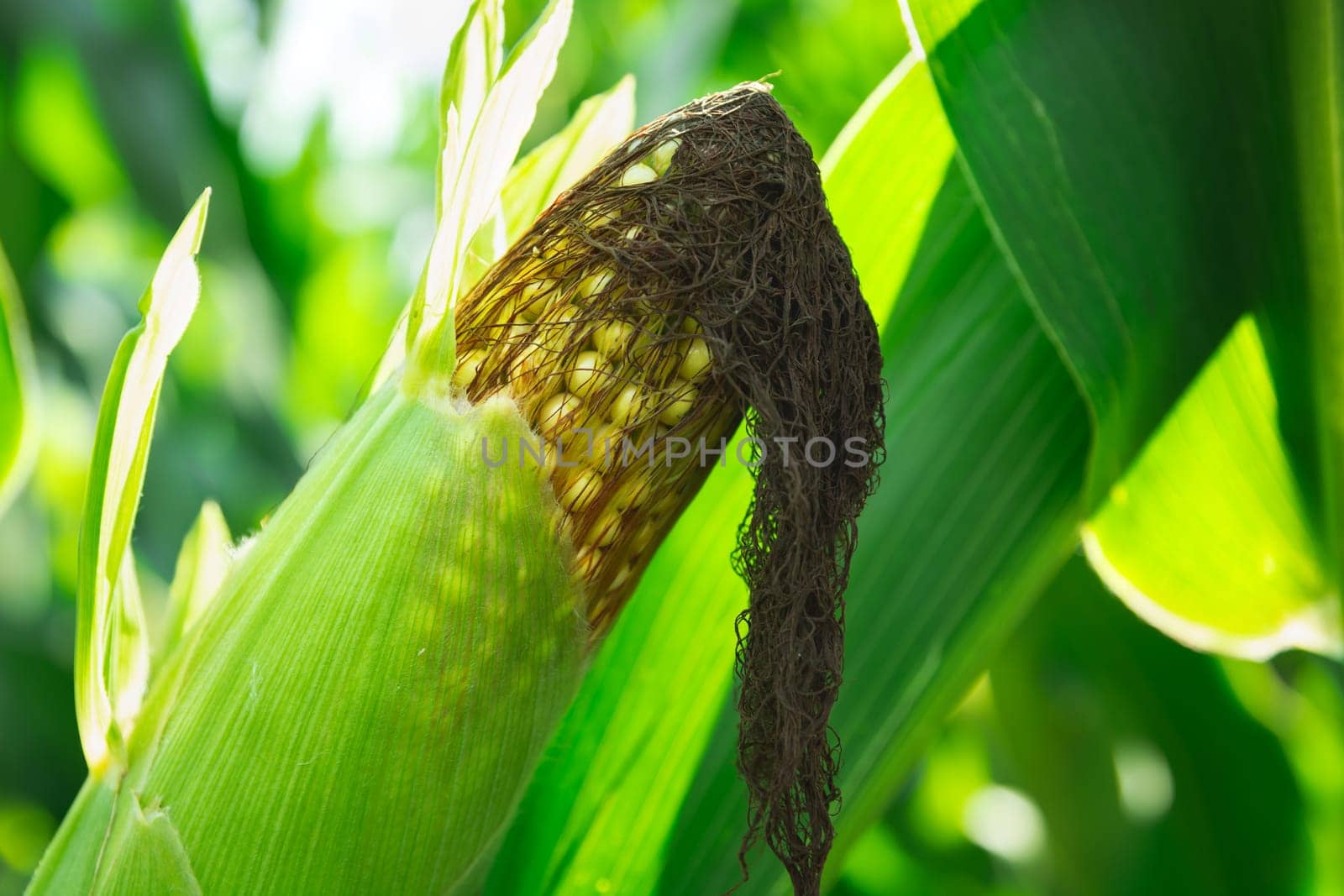 A close-up of a cob of ripe corn, summer view