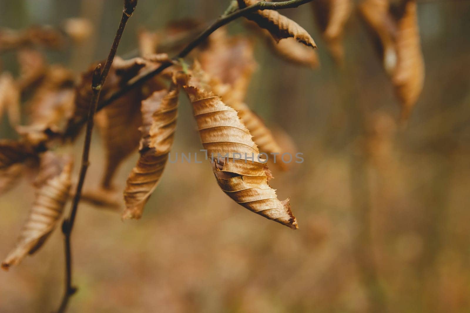 Dry autumn leaves on a tree branch, close up