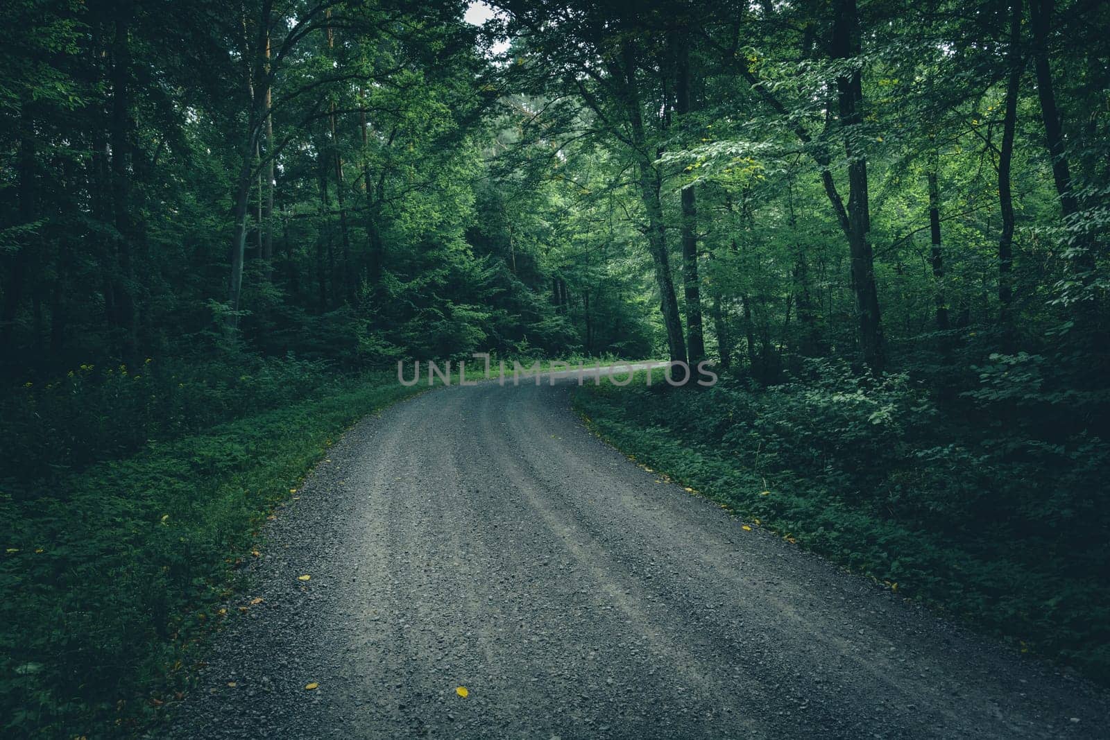 Gravel road through a moody dark forest, Nowiny, Poland
