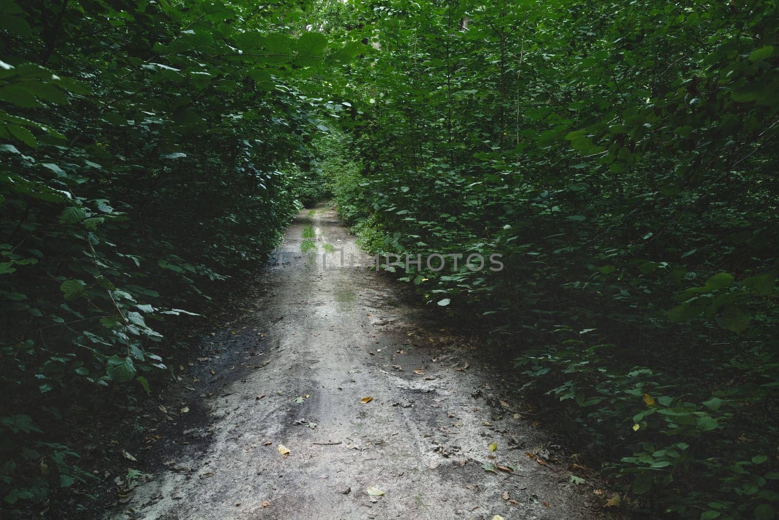 A dirt road through a dense moody forest, summer view