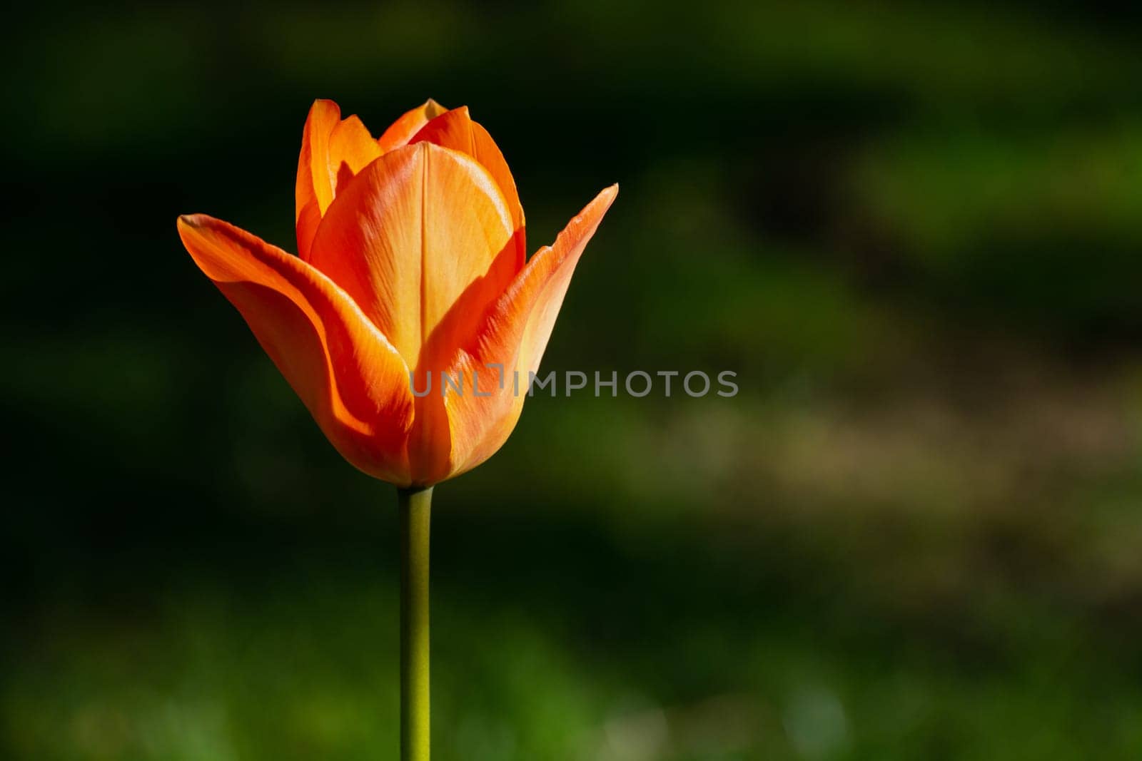 One orange tulip on a background of greenery, spring view