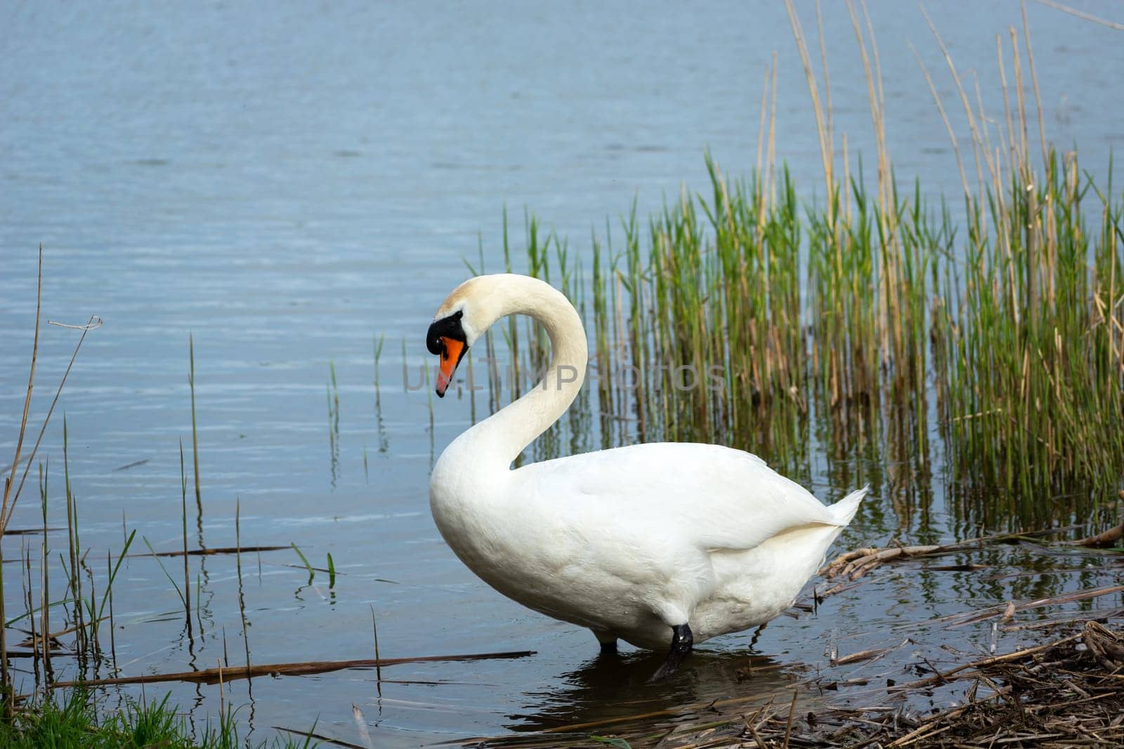 A white swan standing on the shore of a lake, spring day
