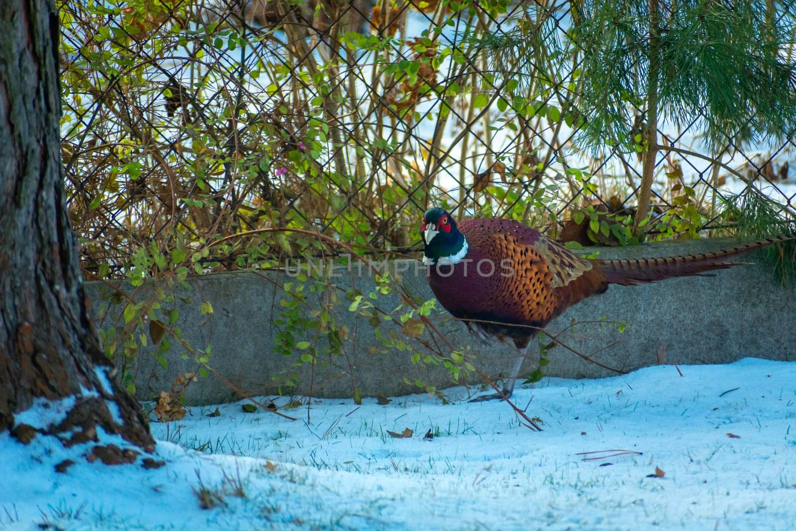 Pheasant walking on snow in the garden, December day