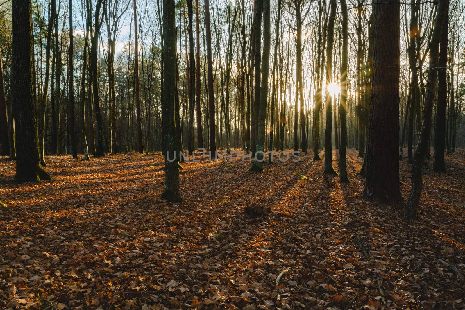 The sun in the forest and the shadows of the trees, autumn view