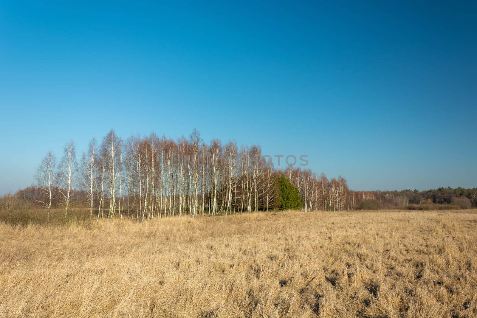 Dry grass in the meadow, birches and the blue sky, Zarzecze, Poland