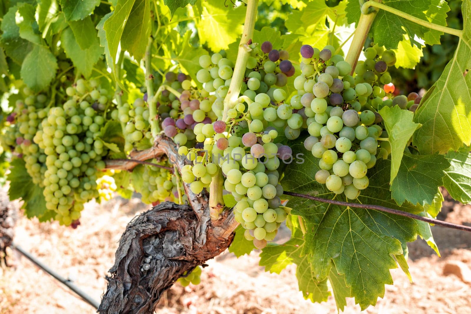 Veraison in a vineyard. Bunches of grapes with berries that begin the ripening phase. Traditional agriculture. Sardinia.