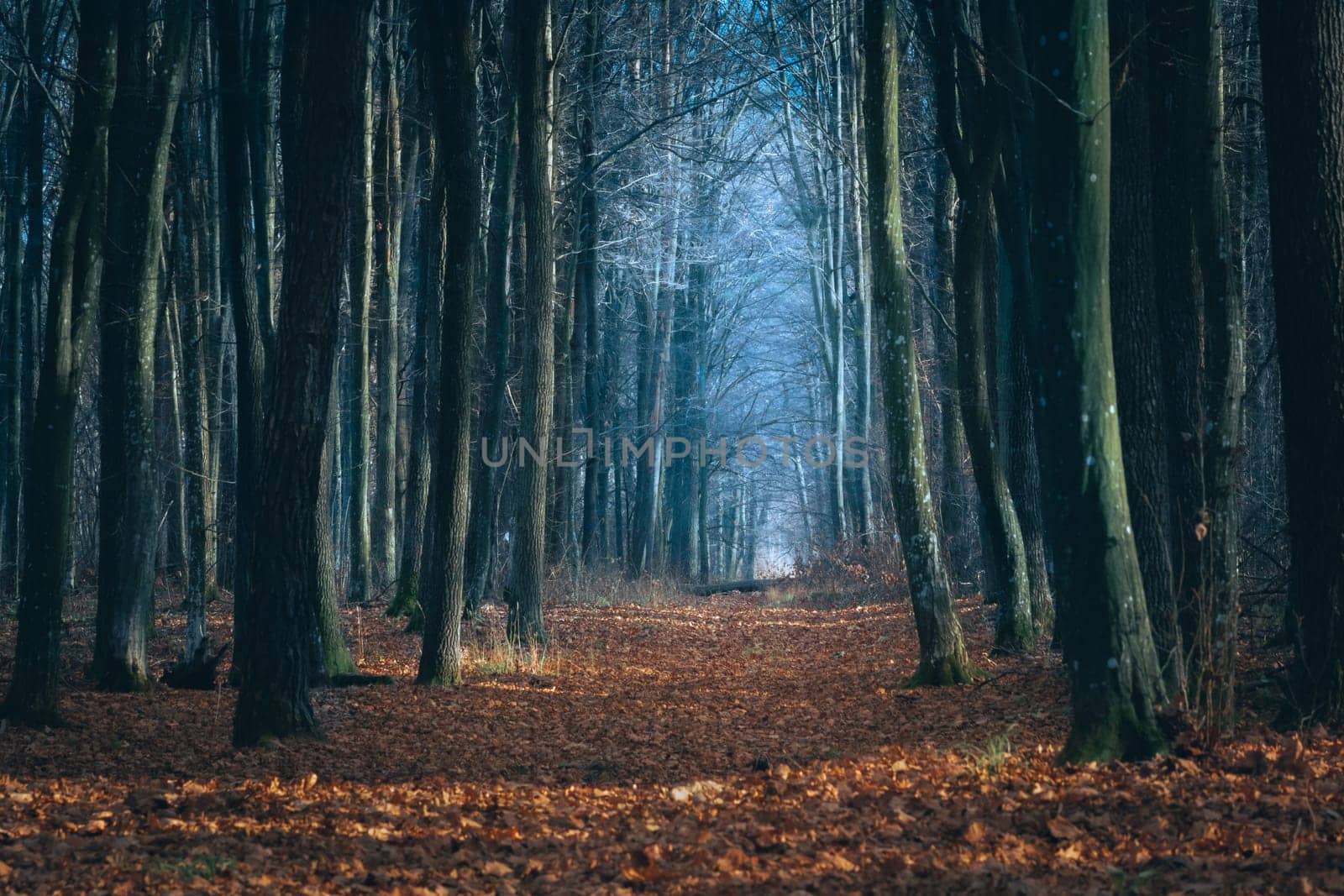 A dark alley in the blue woods, an autumn day