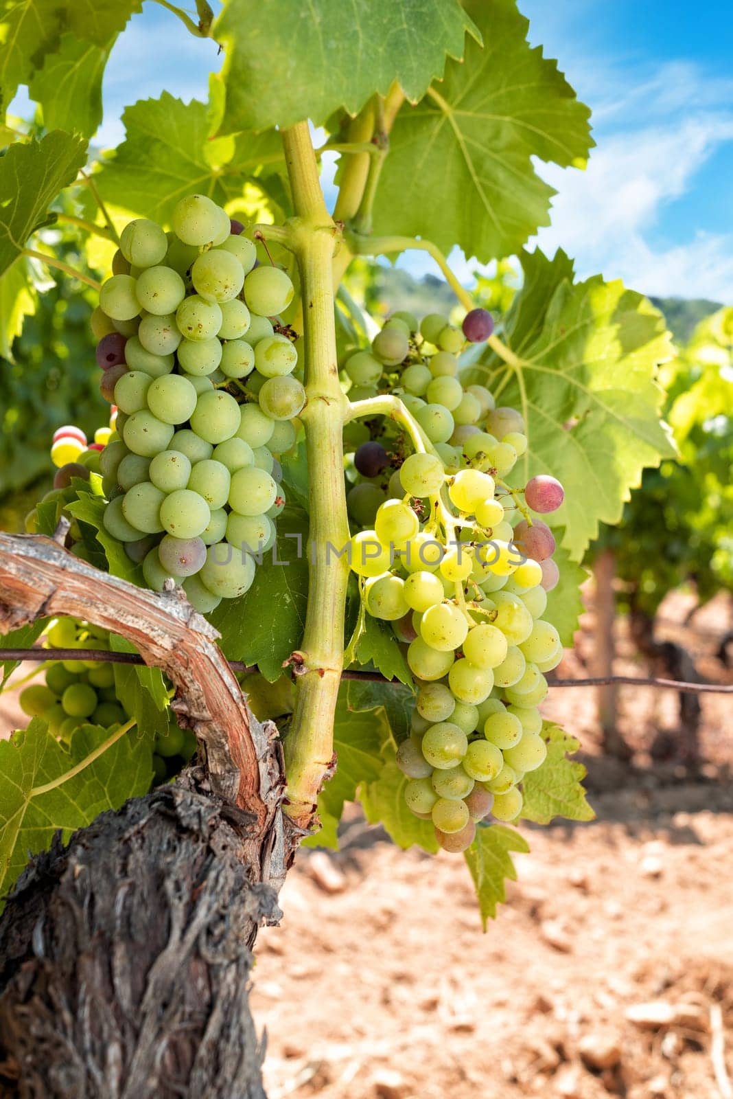 Veraison in a vineyard. Bunches of grapes with berries that begin the ripening phase. Traditional agriculture. Sardinia.