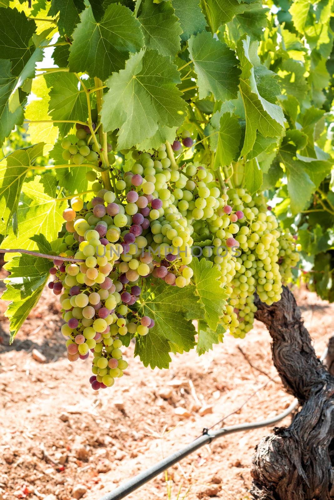 Veraison in a vineyard. Bunches of grapes with berries that begin the ripening phase. Traditional agriculture. Sardinia.