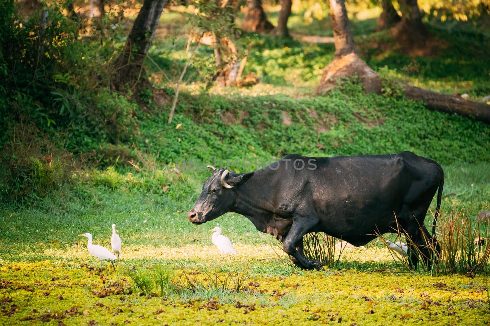 Goa, India. Cow Walking With Little Egrets In Swamp.