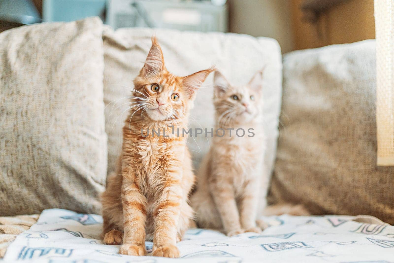 Two Funny Curious Young Red Ginger Maine Coon Kittens Cats Sitting At Home Sofa. Coon Cat, Maine Cat, Maine Shag.