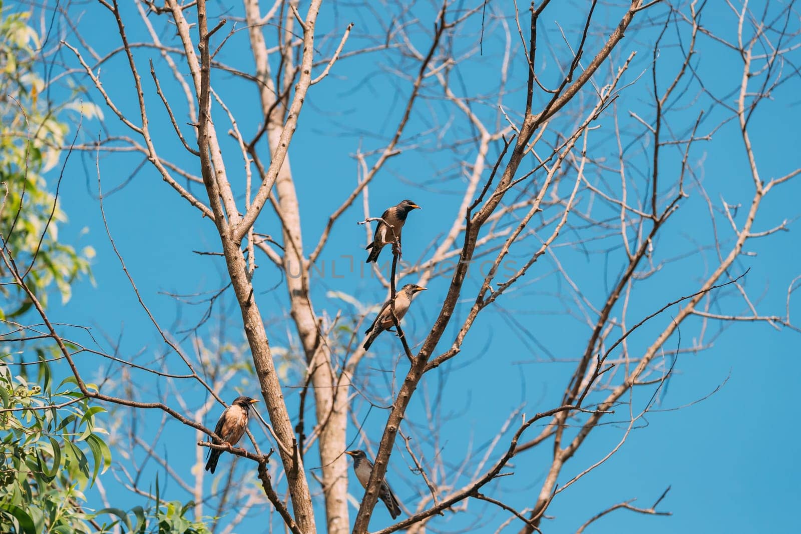 Goa, India. Rosy Starling Birds Sitting On Branches Of Tree On Backgroung Of Blue Sky.