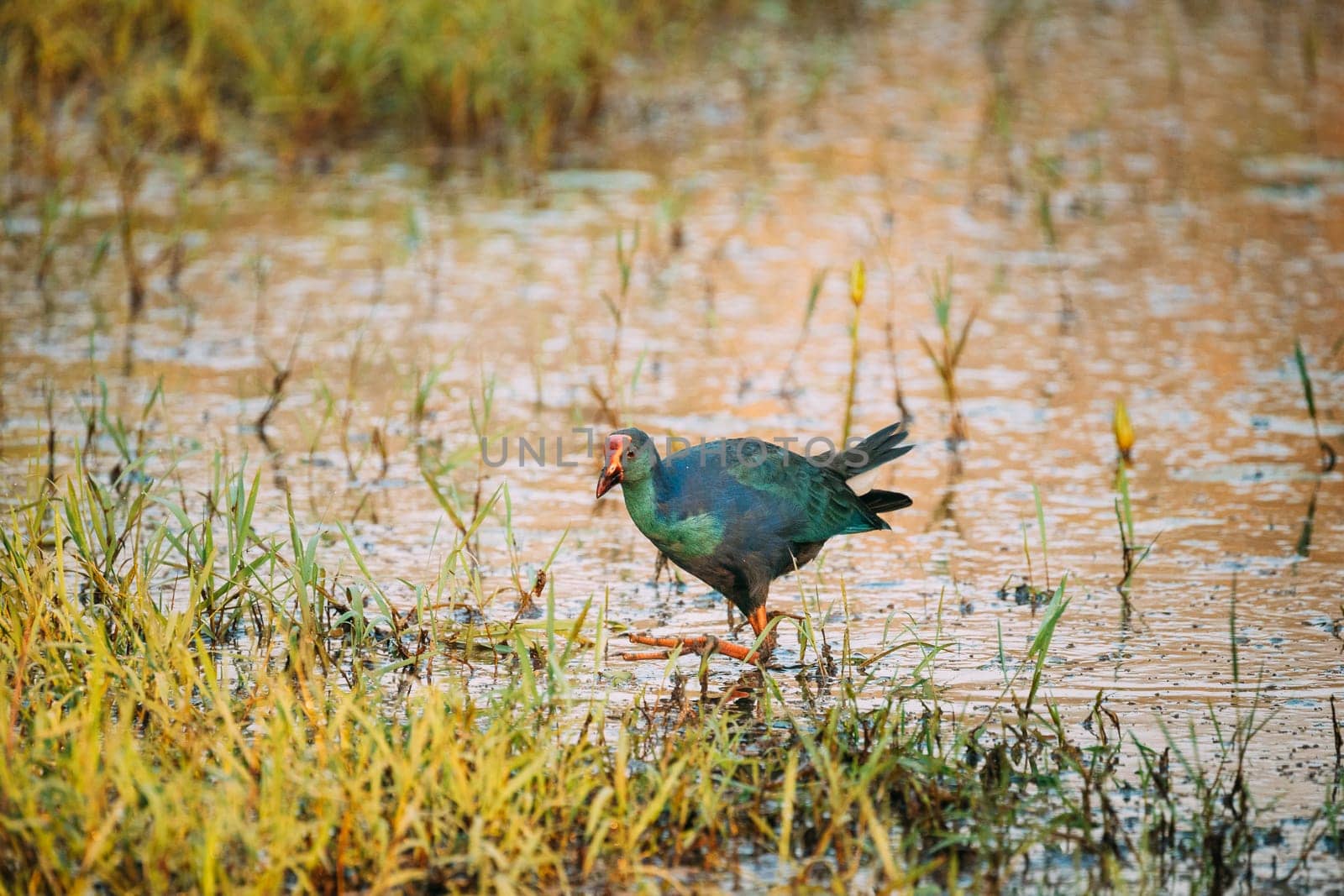 Goa, India. Grey-headed Swamphen Bird In Morning Looking For Food In Swamp. Porphyrio Poliocephalus.