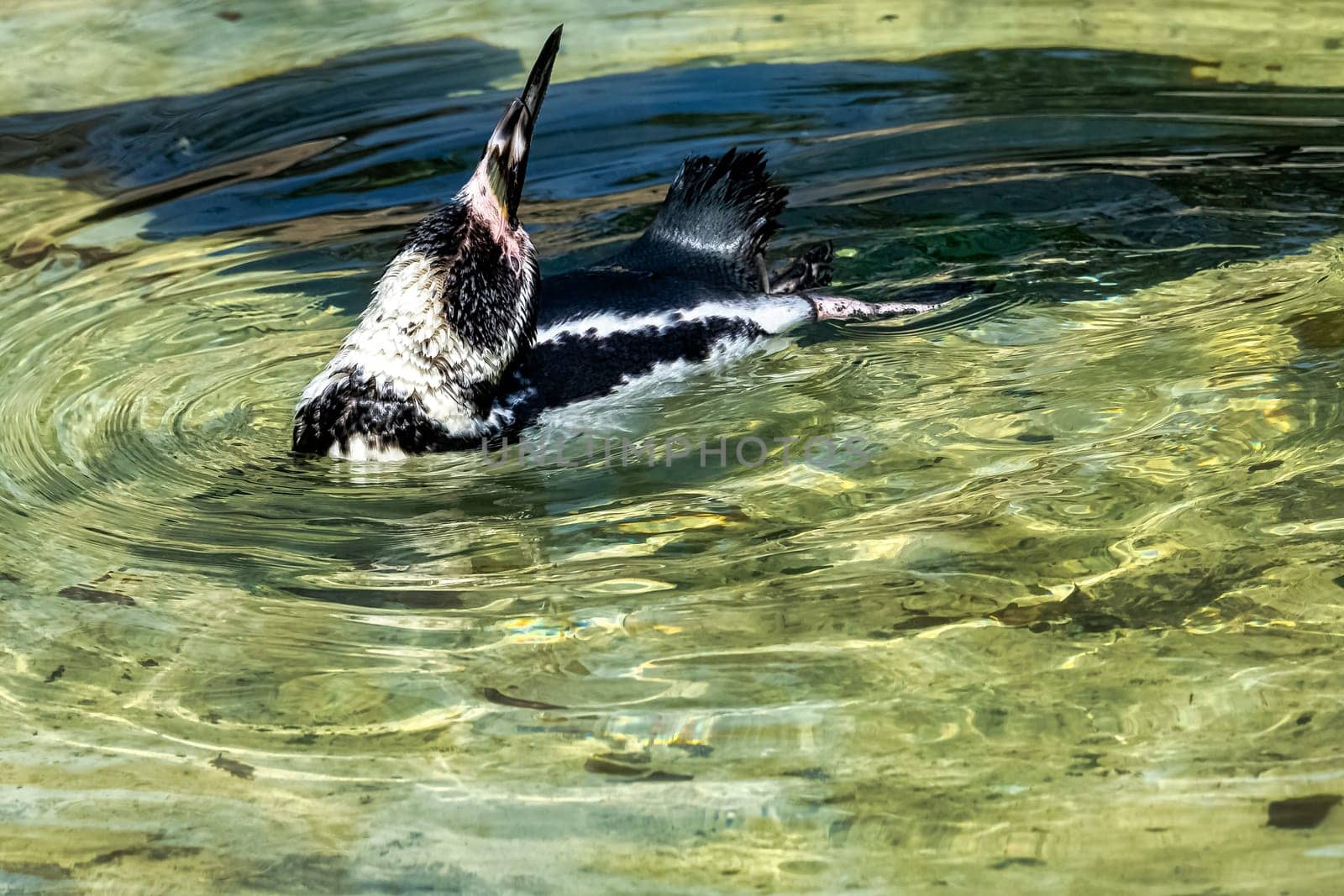 Swimming humboldt penguin (Spheniscus humboldti) - Chile