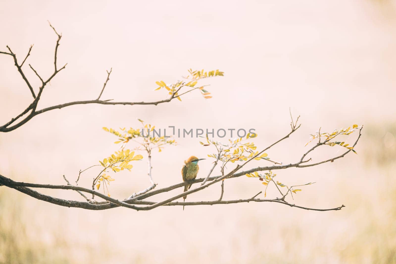 Goa, India. Green Bee-eater Bird Sitting On Branch Of Tree On Blerred Yellow Background.