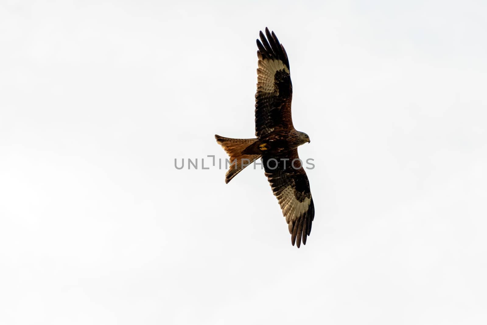 Flying red kite (Milvus milvus) on British sky