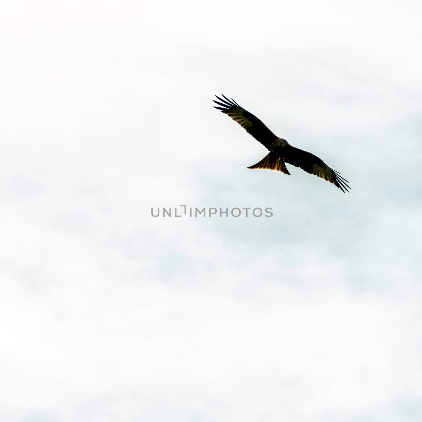 Flying red kite (Milvus milvus) on British sky