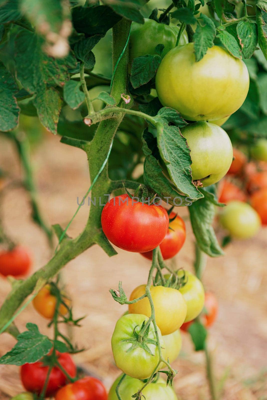 Closeup view on plantation of beautiful, delicious green and red ripe tomatoes grown in polycarbonate greenhouse on blurred background. Tomato hanging on the vine of plant. Horticulture. Vegetables
