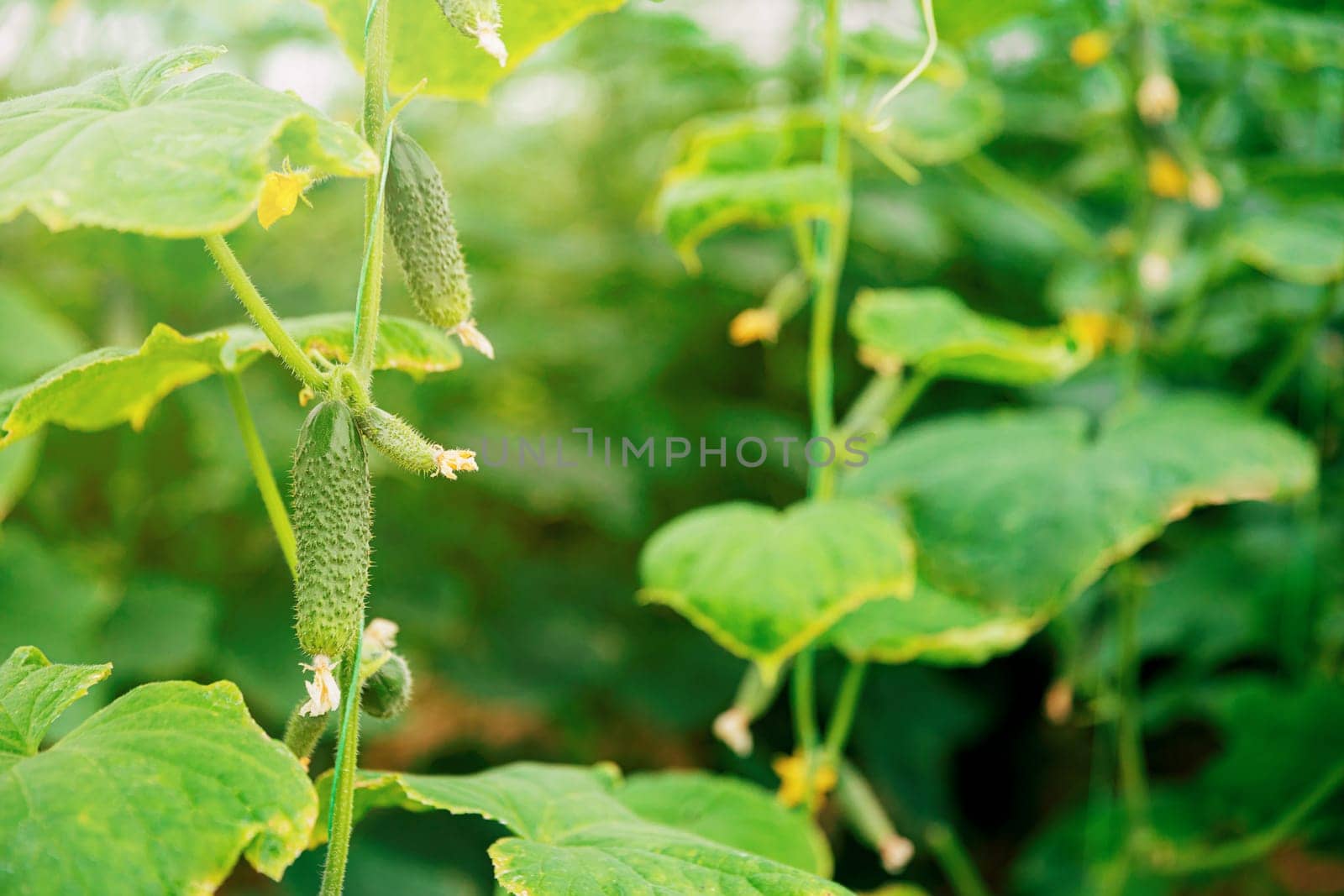 Closeup view on plantation of beautiful, delicious green cucumbers grown in polycarbonate greenhouse on blurred background. Cucumber hanging on the vine of plant. Horticulture. Vegetables