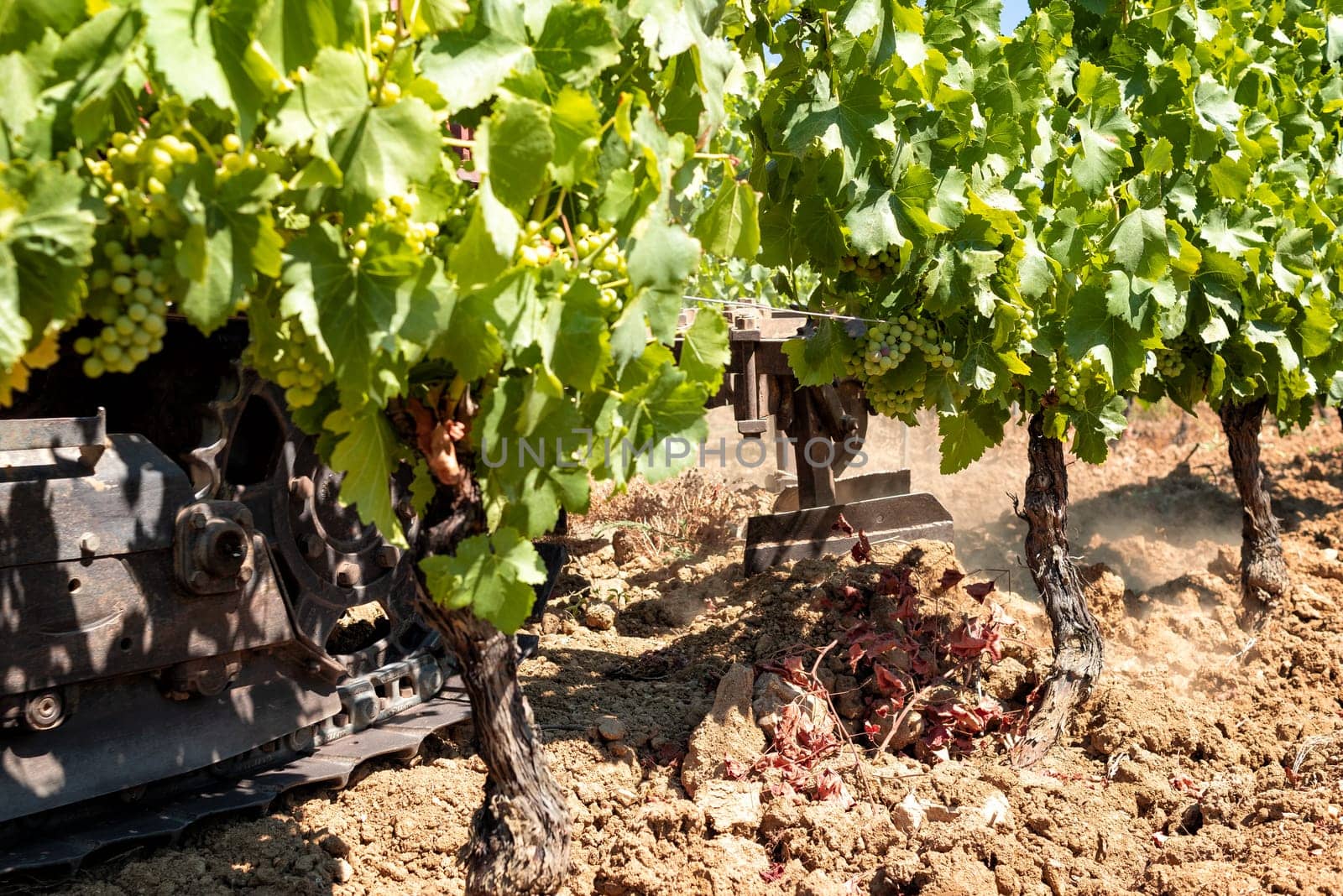 Summer plowing of the vineyard with the crawler tractor. Agricultural industry, winery.