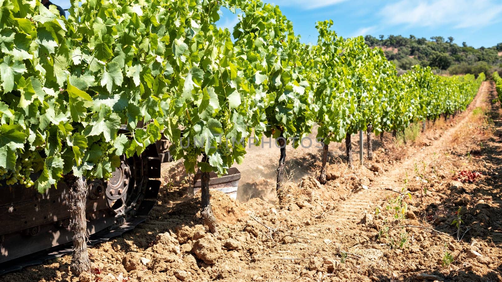 Summer plowing of the vineyard with the crawler tractor. Agricultural industry, winery.