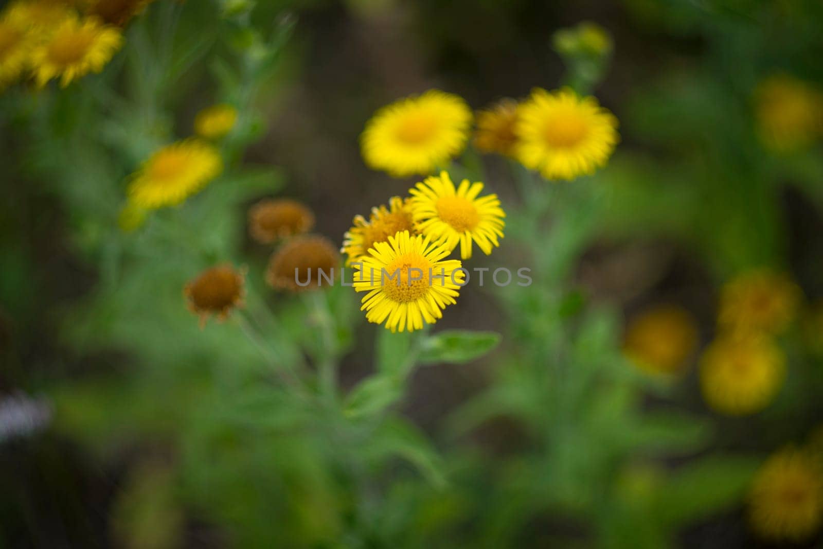 Pulicaria dysenterica, the common fleabane is a species of fleabane in the family Asteraceae. Selective focus shot.