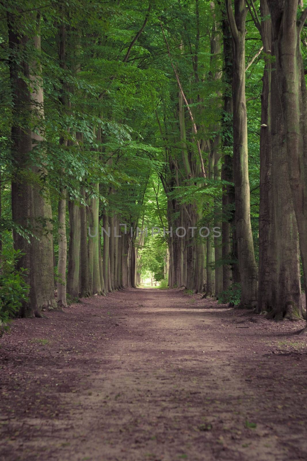 Tree-lined hiking path in Mastenbos in Kapellen, Antwerp province, Belgium. Vertical shot.