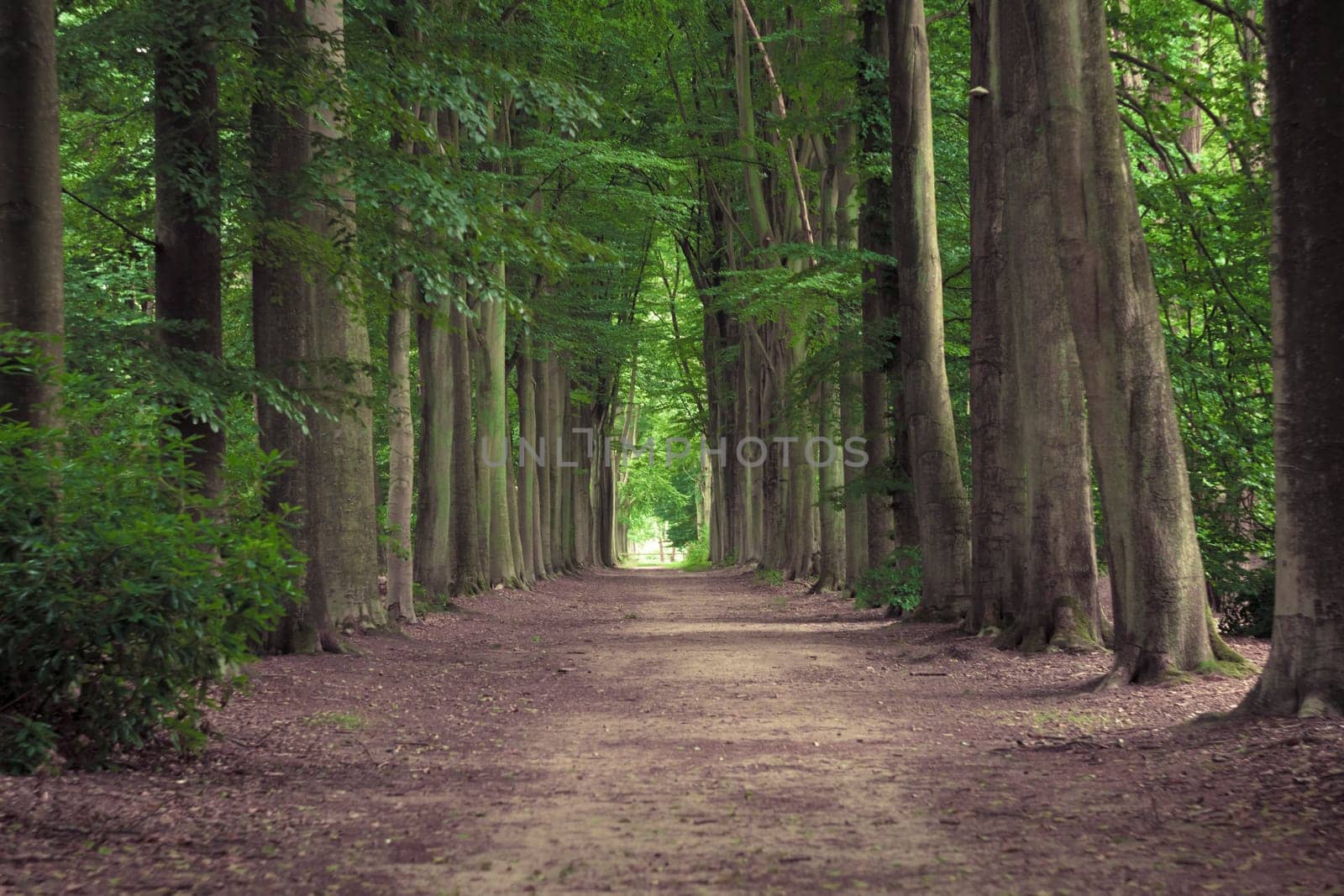 Tree-lined hiking path in Mastenbos in Kapellen, Antwerp province, Belgium. Horizontal shot.