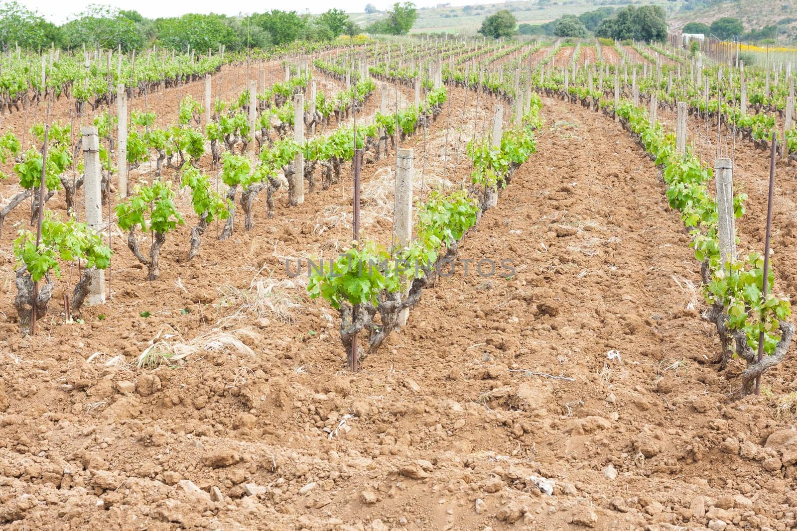 little grapevine grow up. rows of vines lined