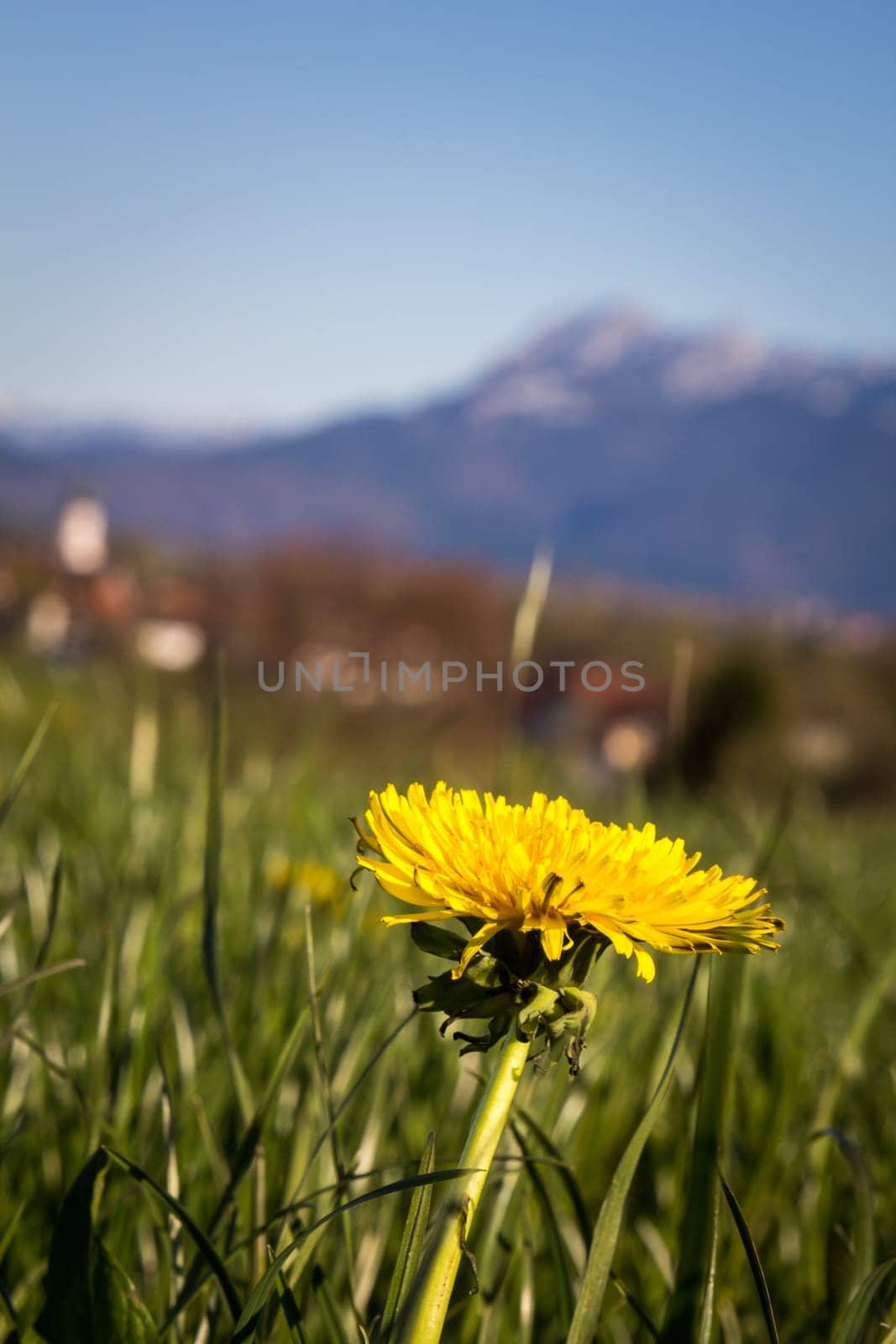 Dandelion in front of beautiful mountain scenery