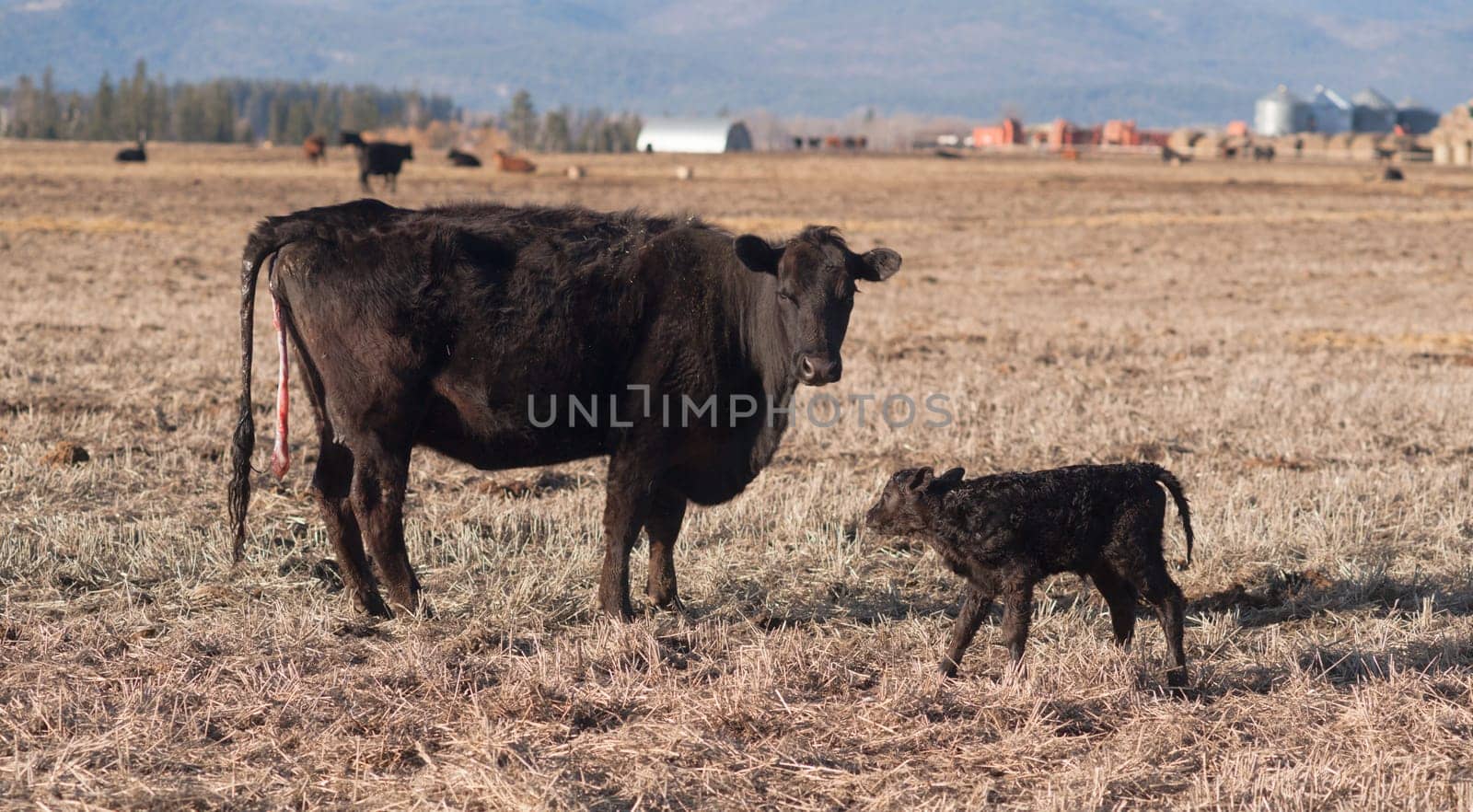 Horizontal composition cow mother and fresh calf in the field on the ranch