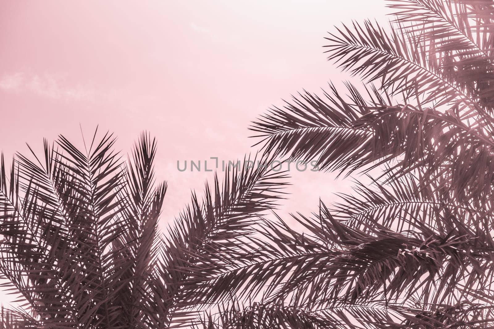 Sun light shines through leaves of palm. Beautiful wanderlust travel journey symbol for vacation trip to southern holiday dream island