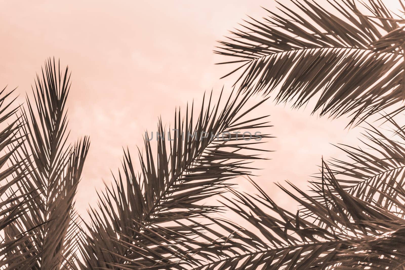 Sun light shines through leaves of palm. Beautiful wanderlust travel journey symbol for vacation trip to southern holiday dream island