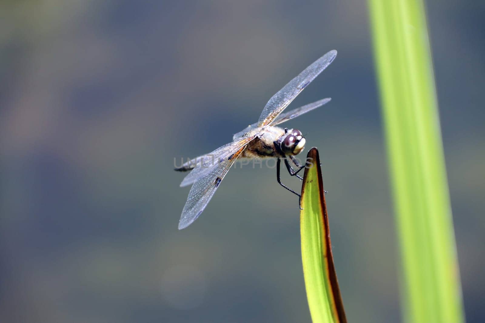 Vierfleck (Libellula quadrimaculata)