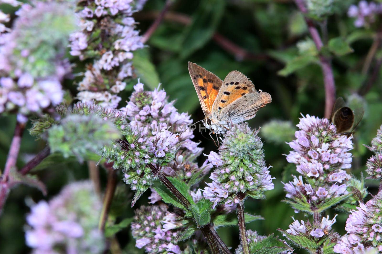 Kleine Feuerfalter (Lycaena phlaeas) auf einer Minze (Mentha spec.) im naturnahen Garten