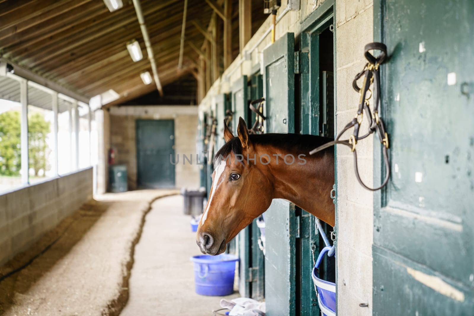 Thoroughbred race horse in a stable in Lexington, Kentucky