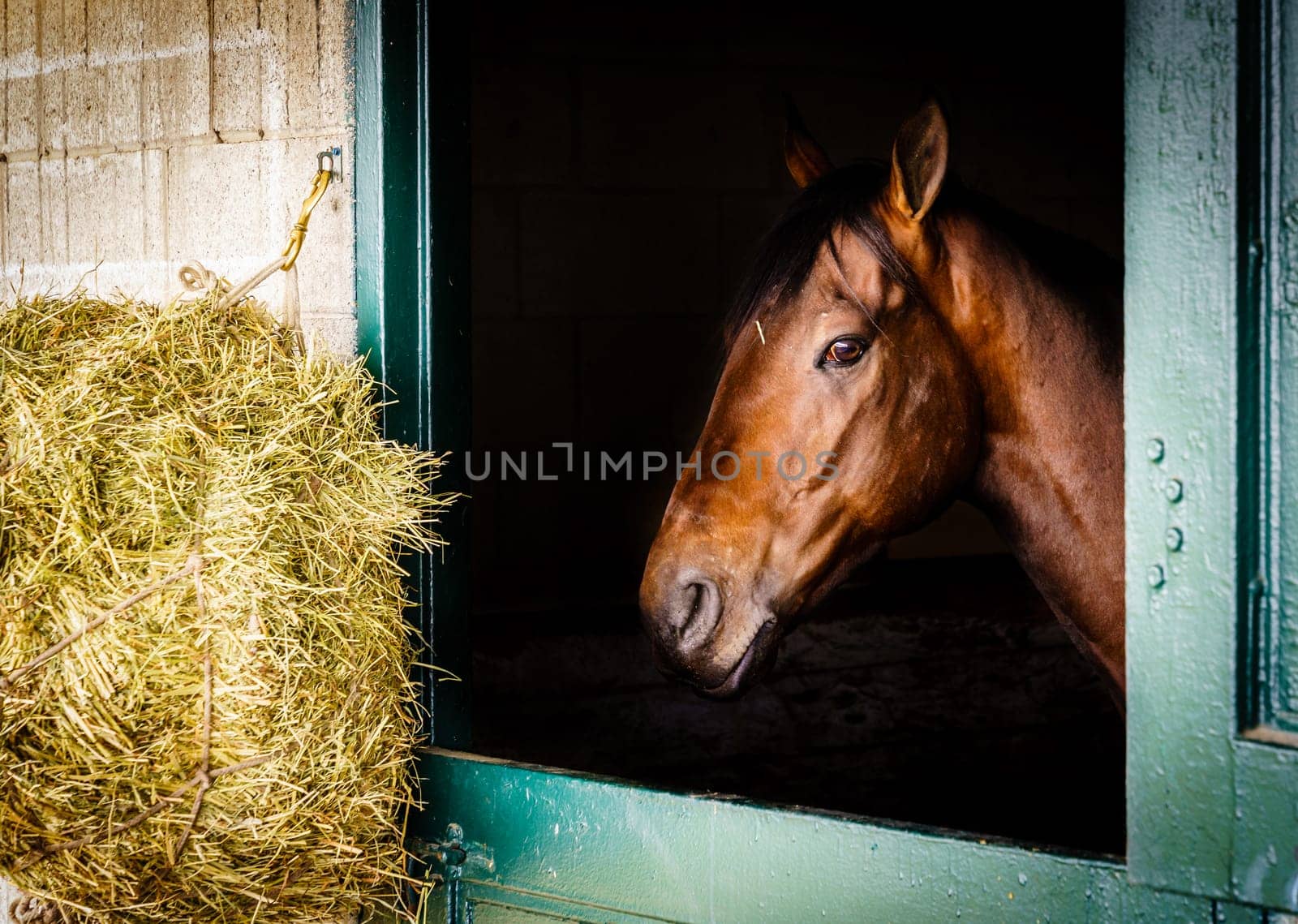 Thoroughbred race horse in a stable in Lexington, Kentucky
