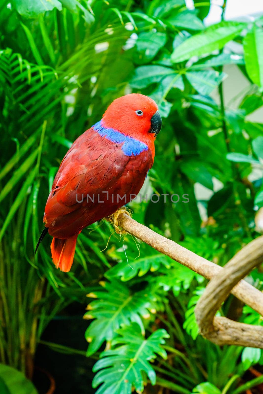 Portrait of Papuan Eclectus parrot in a natural habitat
