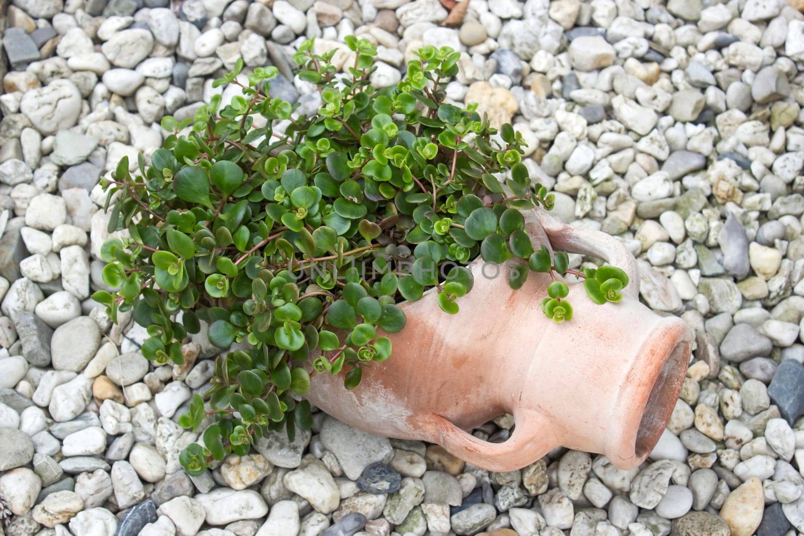 green plant in a clay pot - close up