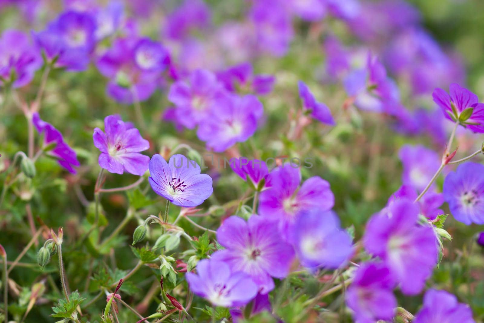 Geranium magnificum, purple cranesbill, is species of plant in genus Geranium, family Geraniaceae.