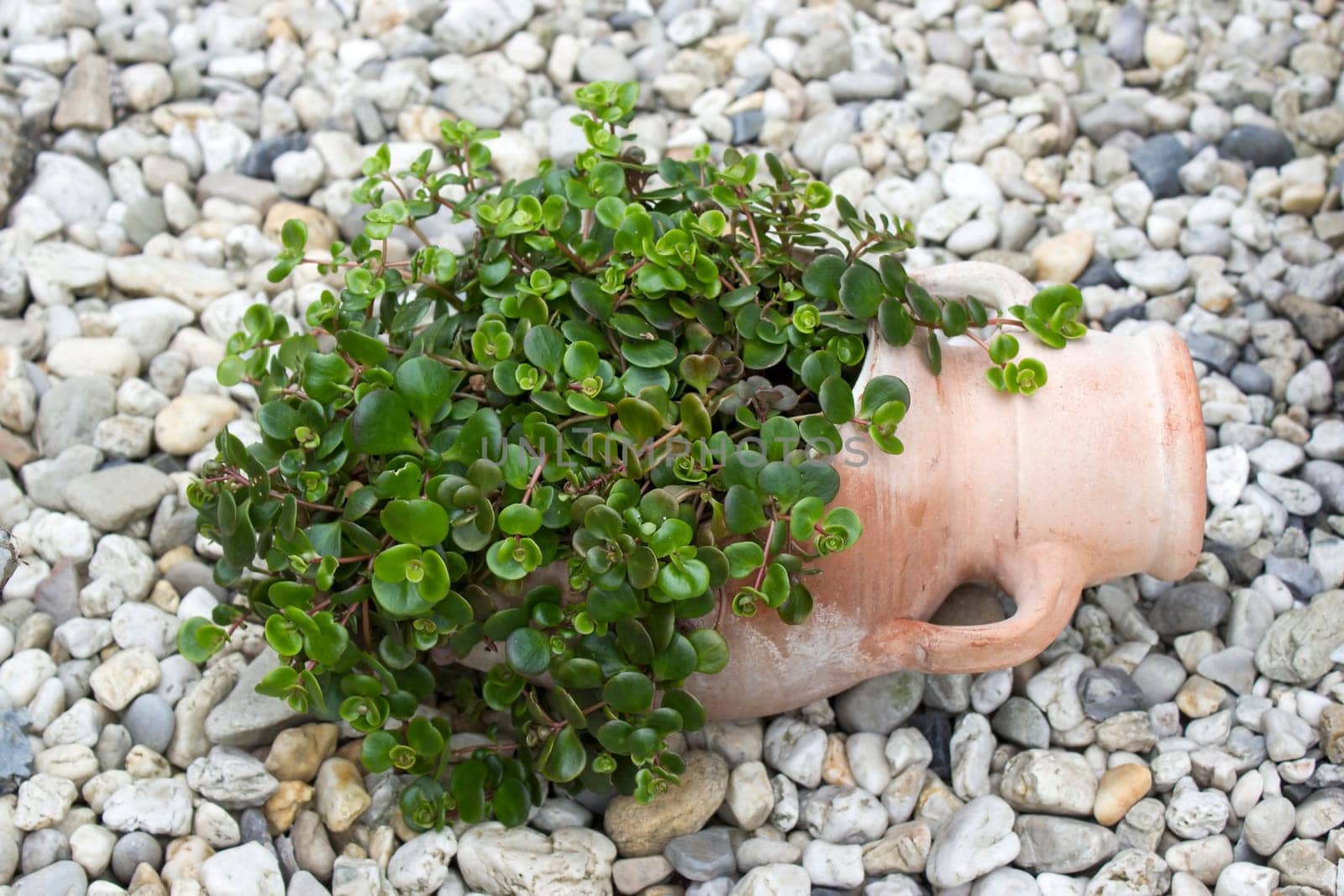 green plant in a clay pot - close up
