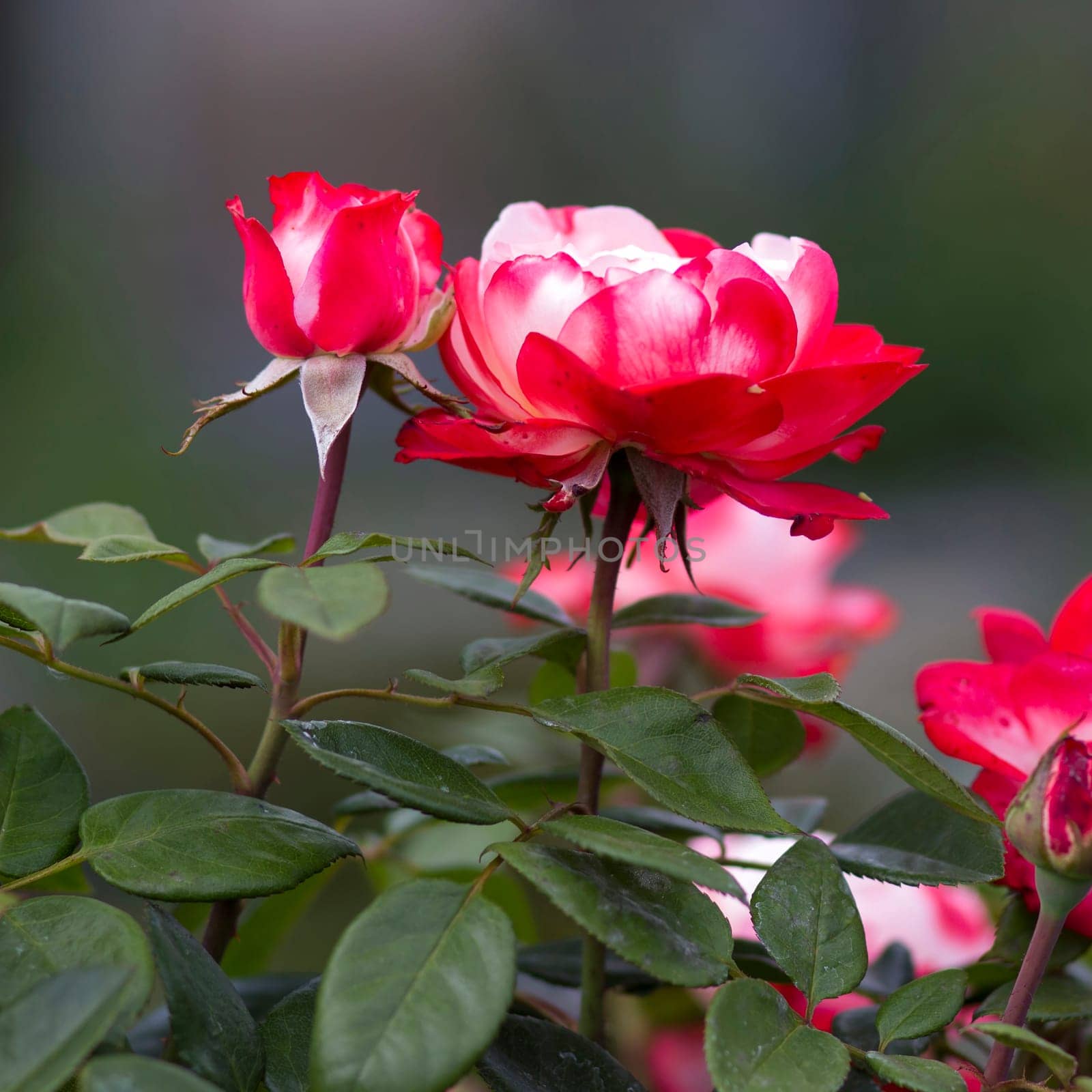 red roses in the garden - close up