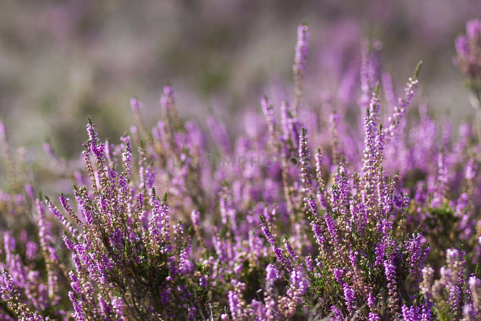 Blooming heather in National Park Maasduinen in the Netherlands