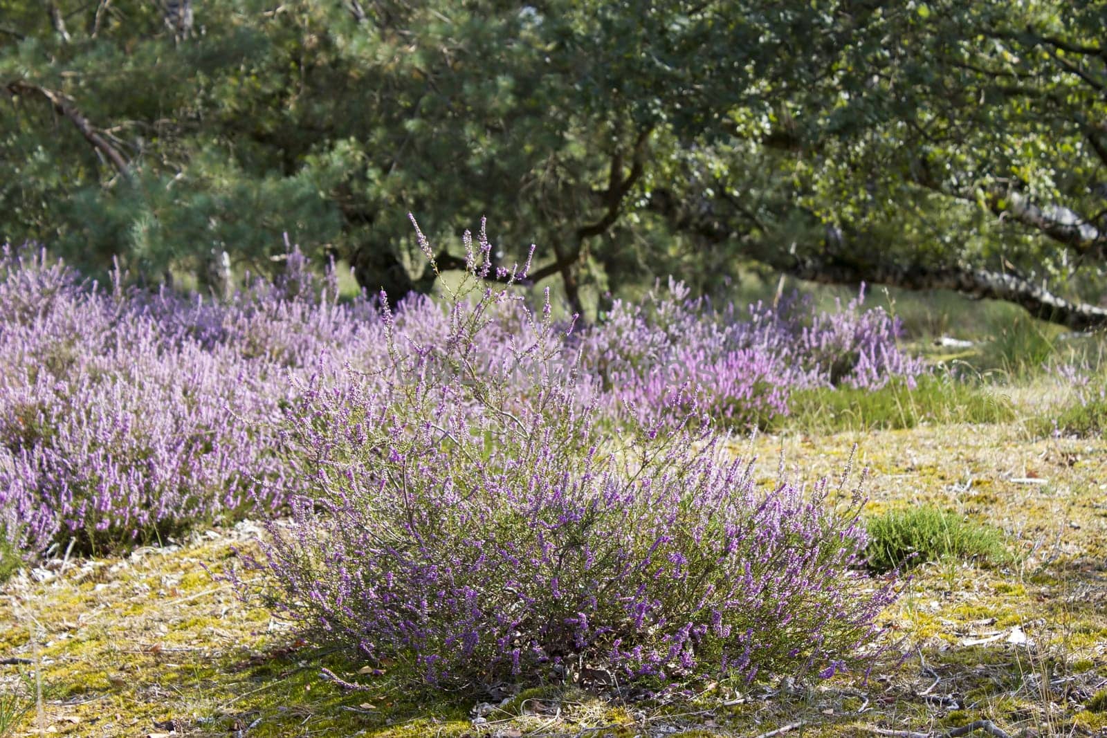 Heathland in National Park Maasduinen in the Netherlands
