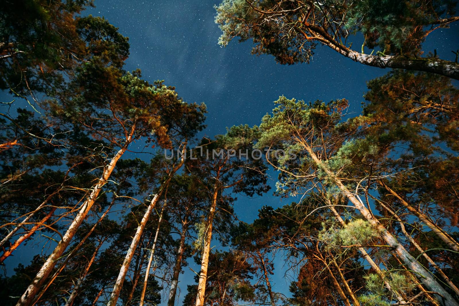 Crown Of Pine Trees Woods Under Night Starry Sky. Night Landscape With Natural Real Glowing Stars Over Forest.