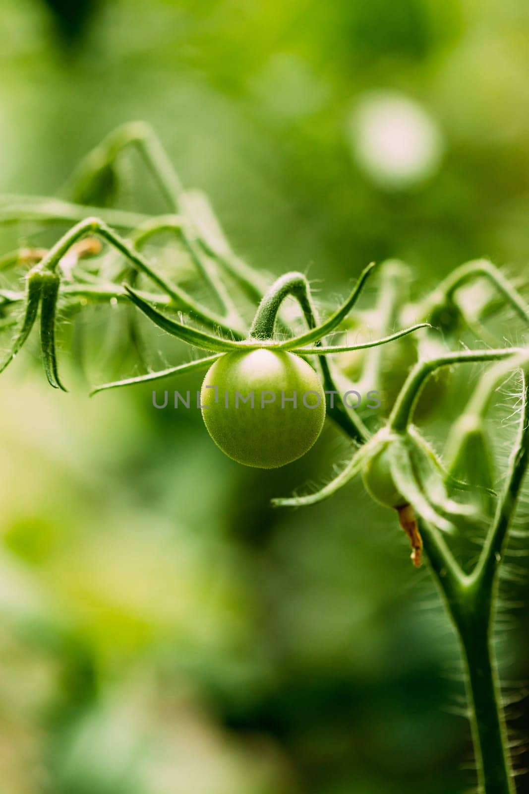 Green Growing Organic Tomato. Homegrown Tomatoes In Vegetable Garden.