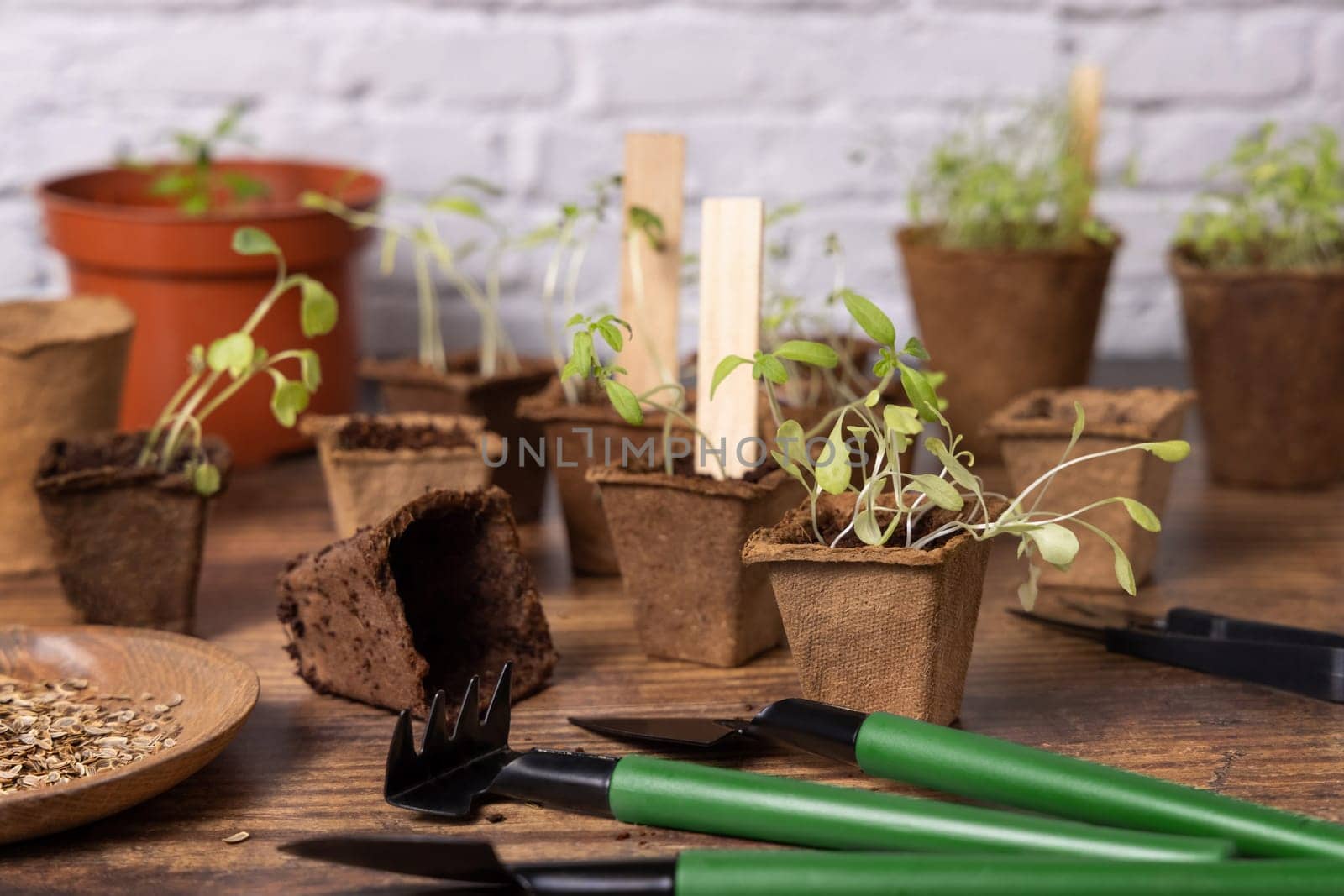 Vegetable and herbs seedlings growing in a biodegradable pots on wooden table close up. Indoor gardening with small garden tools. Urban gardening, homegrown plants, herb seeds germination at home