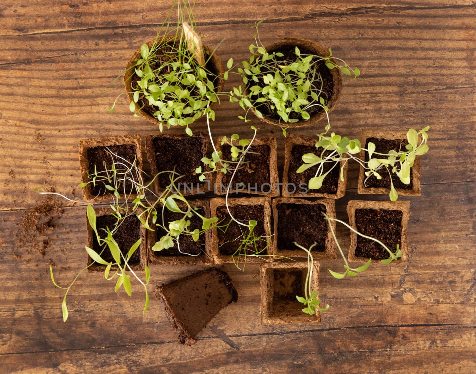 Vegetable and herbs seedlings growing in a biodegradable pots on wooden table top view. Urban Indoor gardening, homegrown plants, germination at home