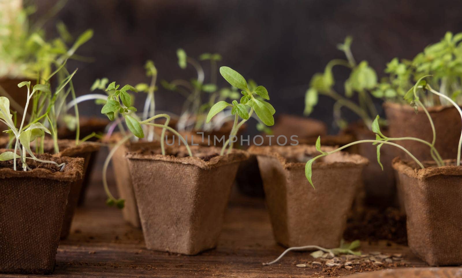 Vegetable and herbs seedlings growing in a biodegradable pots on wooden table close up. Urban Indoor gardening, homegrown plants, germination at home
